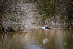 Black winged stilt