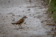 Spotted flycatcher S'Albufera