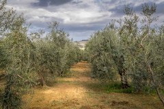 Olive grove Val d'Orcia