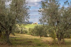 San Quirico d'Orcia to Bagno Vignoni walk