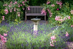 Lavender Hidcote