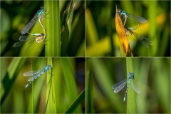 Scampston Hall lake, common blue damselfly