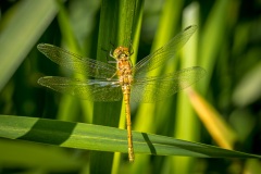Scampston Hall lake, common darter dragonfly