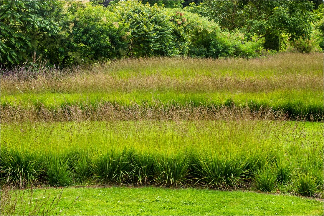 Scampston Garden, grasses