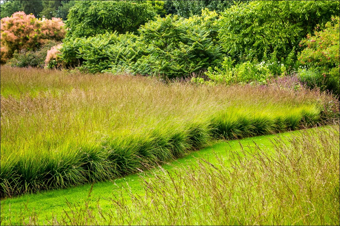 Scampston Garden, grasses