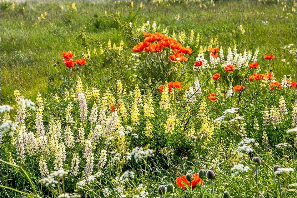 poppies and wild lupins