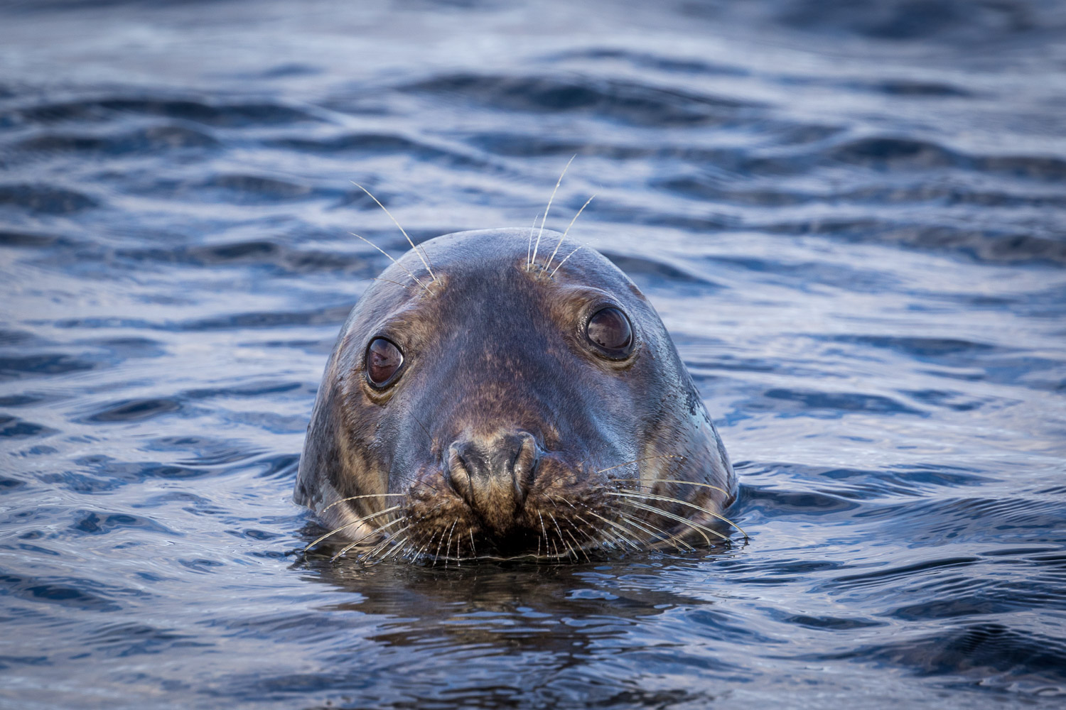 Farne Islands grey seals