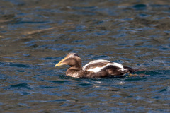 Farne Islands eider duck
