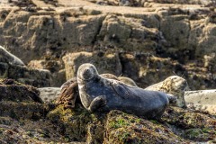 Farne Islands seals