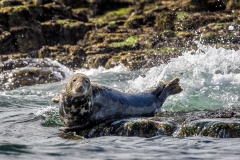 Farne Islands seals