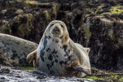 Farne Islands seals