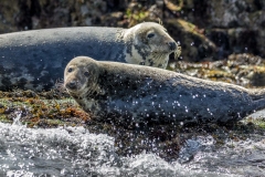 Farne Islands seals