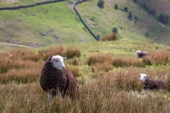 Herdwick