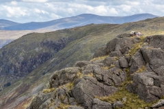 Herdwick sheep