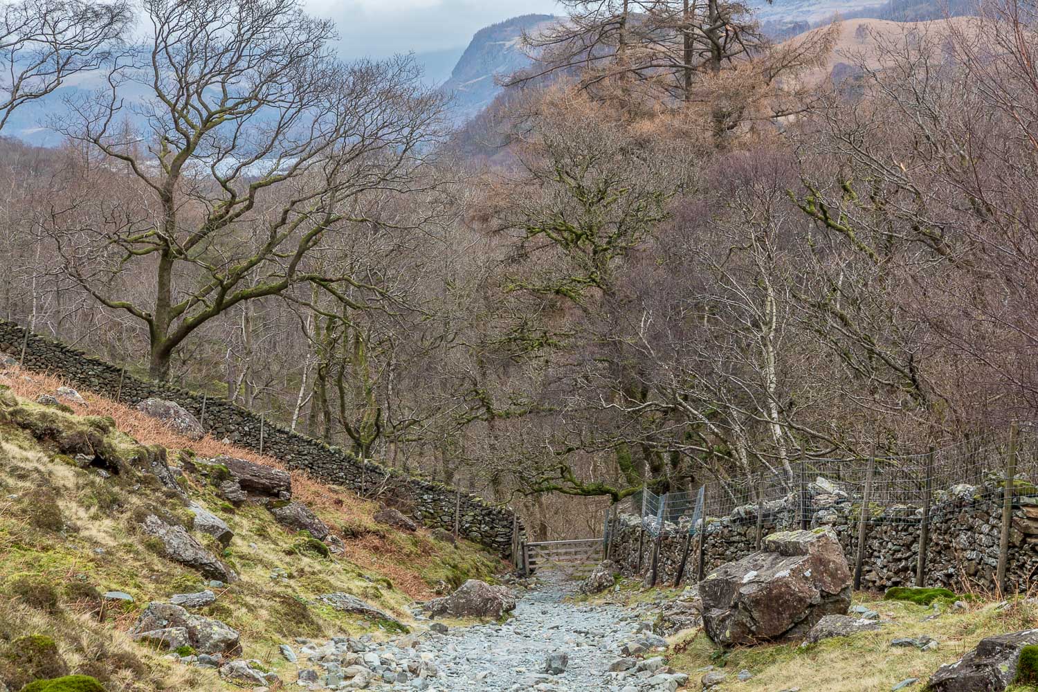 Low Hows Wood Borrowdale
