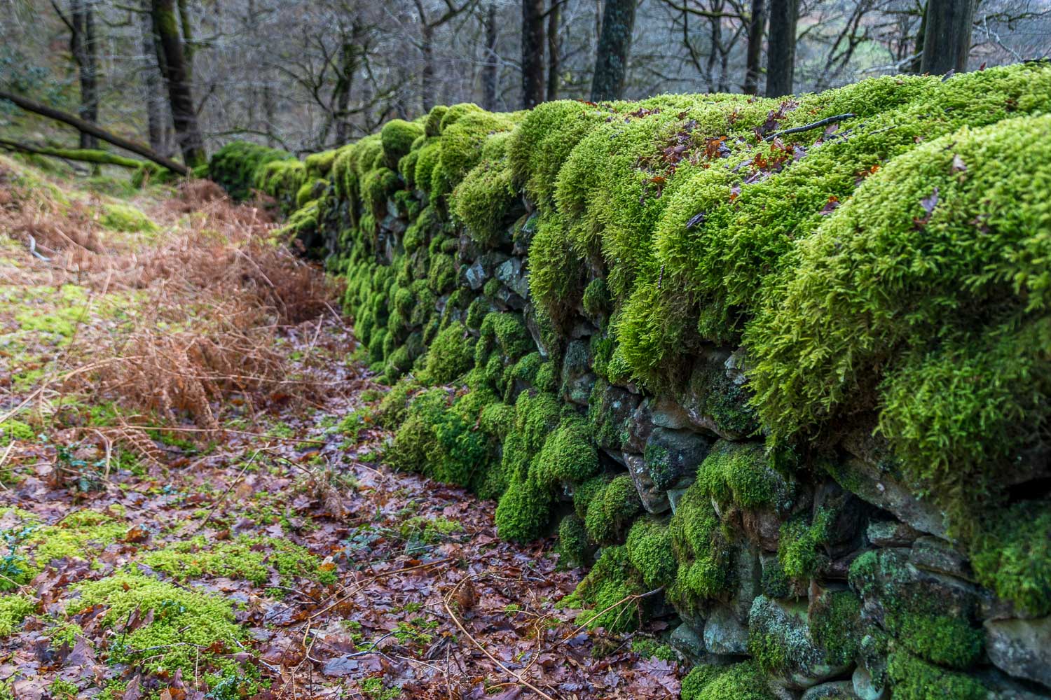 Johnny Wood, moss, dry stone wall
