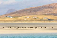 Seilebost, Luskentyre, oystercatcher