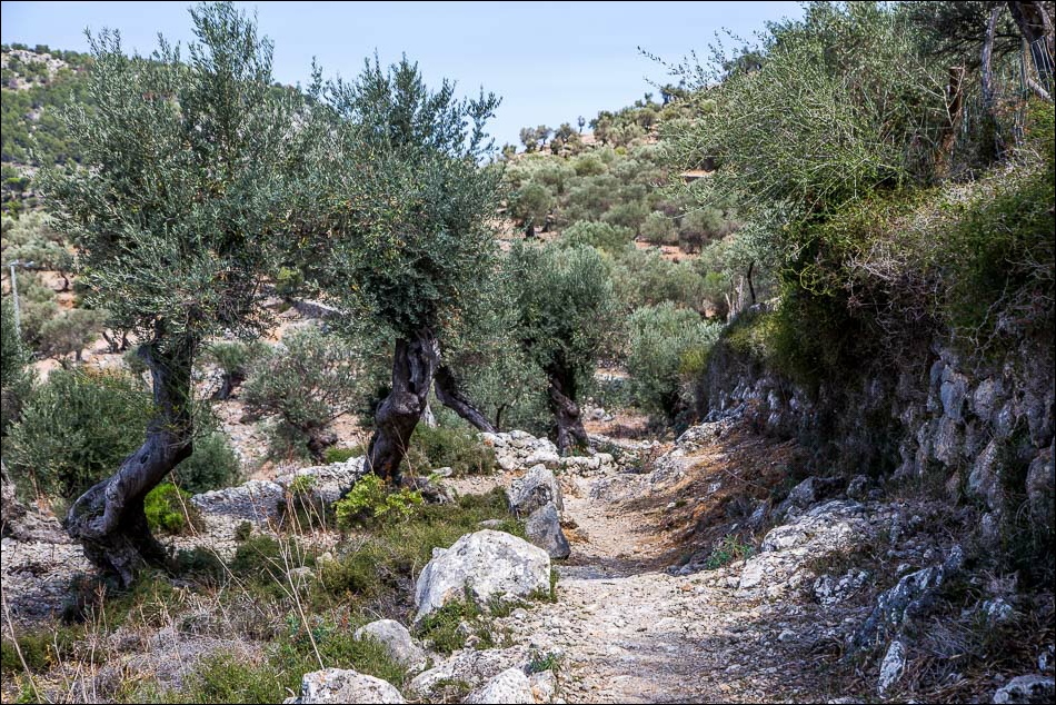 Soller walk, olive groves