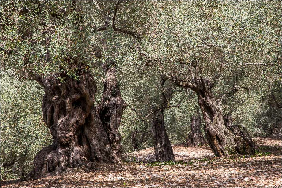 Olive trees near Soller