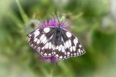 Marbled White