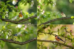 Robin, goldfinch, blue tit, bullfinch