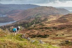 Herdwick, Loughrigg Fell
