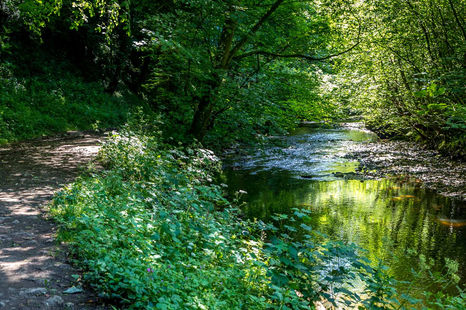 Sinnington walk, River Seven
