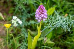 Sirikari Gorge, pyramical orchid