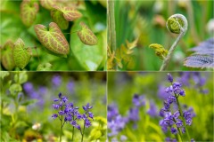spring plants