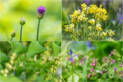 spring plants