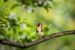 Goldfinch
