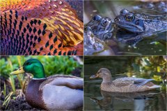 garden wildlife