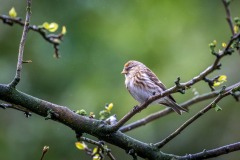 Redpoll