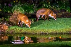 Fox, mallard