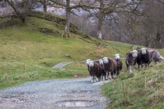 Herdwick