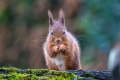 red squirrel