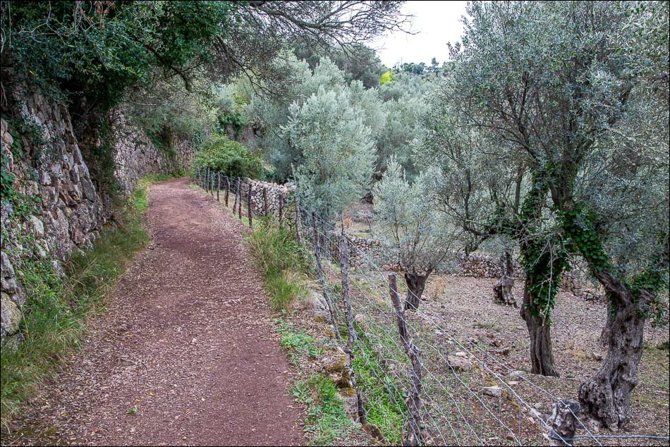 Olive grove Mallorca