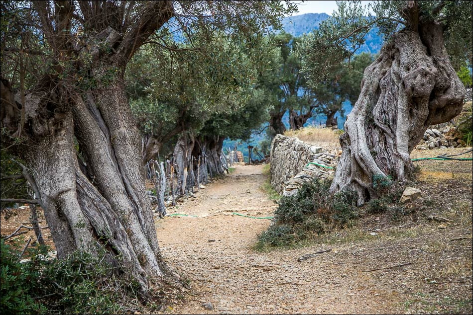 ancient olive trees  Mallorca