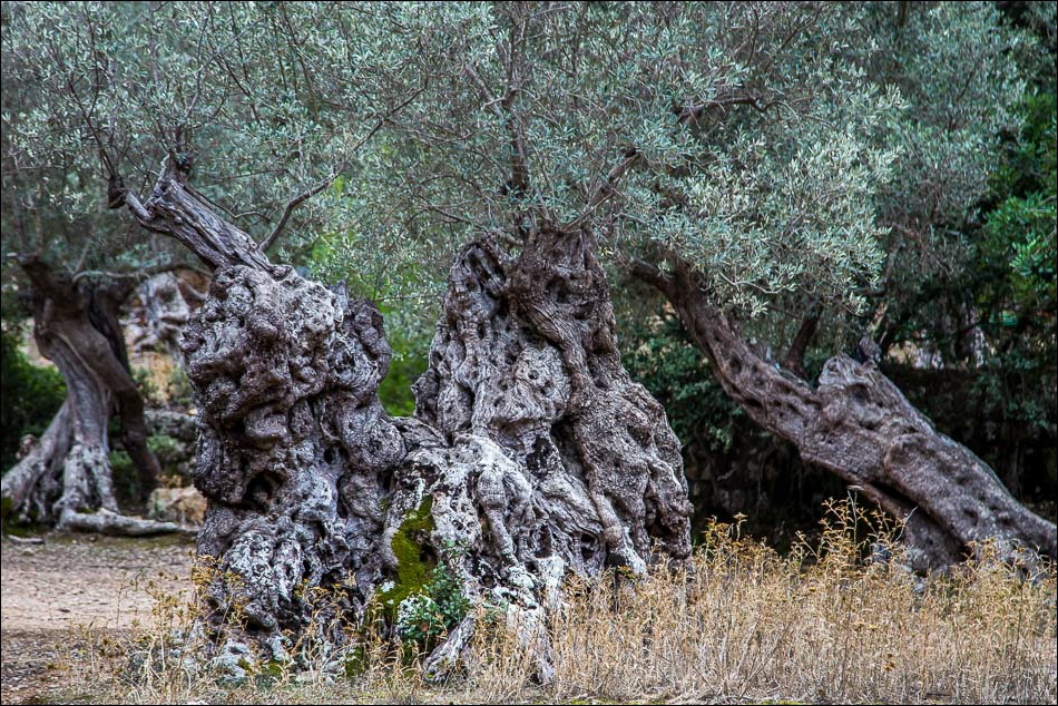 Soller, ancient olive tree
