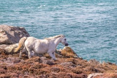 St David's Head walk, Welsh Mountain Pony
