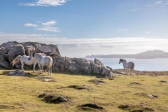 St David's Head walk, Welsh Mountain Pony