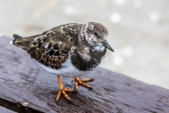 Turnstone