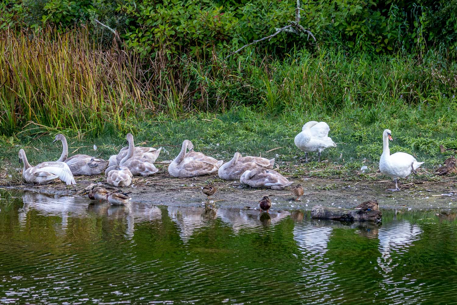 Stackpole Estate walk, Bosherston Lily Ponds, swans