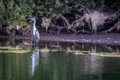 Stackpole Estate walk, Bosherston Lily Ponds, heron