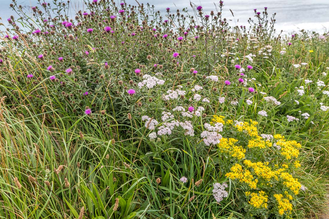 Runswick Bay walk, Staithes walk, Cleveland Way, wild flowers
