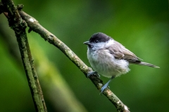 Birdwatcher's car park in Forge Valley
