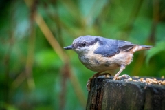 Birdwatcher's car park in Forge Valley
