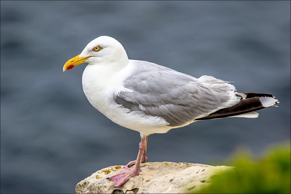 Herring Gull, Seacombe