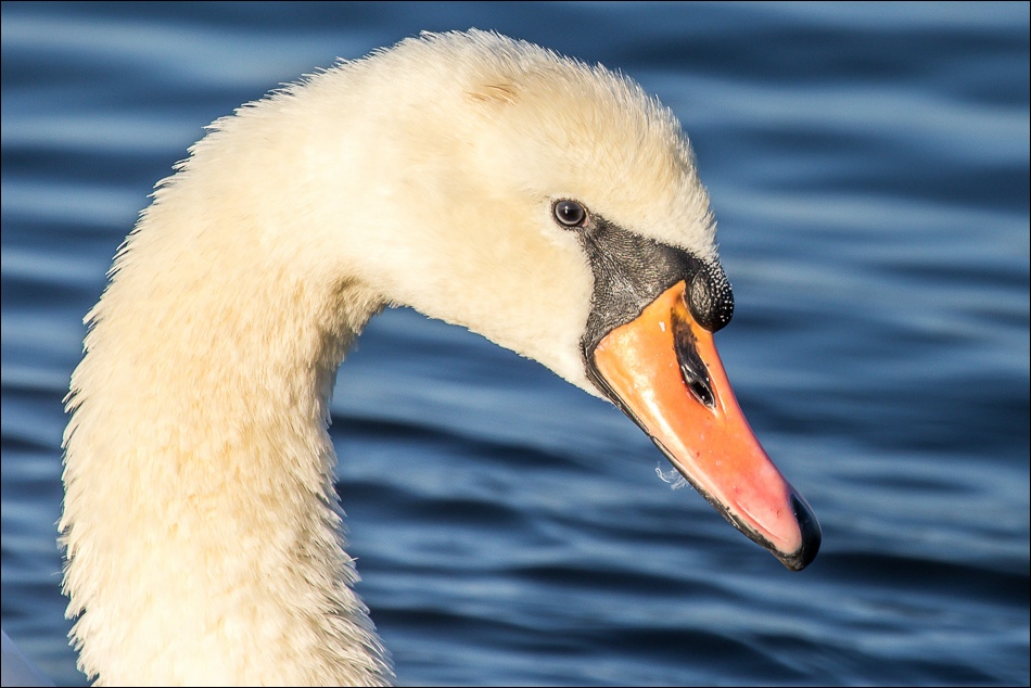 Stanpit Marsh swan