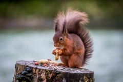 Red squirrel Lake District